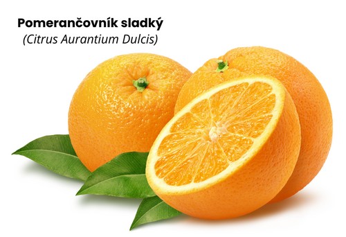Pomerančovník sladký
